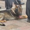 249° anniversario della Fondazione del Corpo della Guardia di Finanza