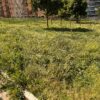 L’Aquila: erba alta e incuria al parco per cani