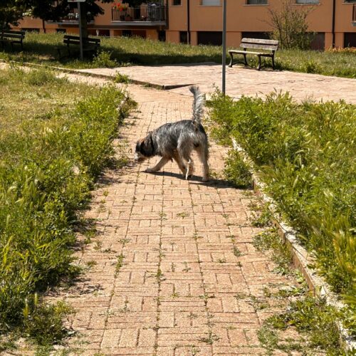 L’Aquila: erba alta e incuria al parco per cani