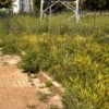 L’Aquila: erba alta e incuria al parco per cani
