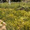 L’Aquila: erba alta e incuria al parco per cani