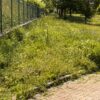 L’Aquila: erba alta e incuria al parco per cani