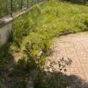 L’Aquila: erba alta e incuria al parco per cani