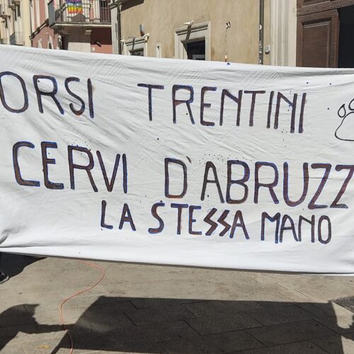 L’Aquila: sit-in contro delibera su abbattimento cervi