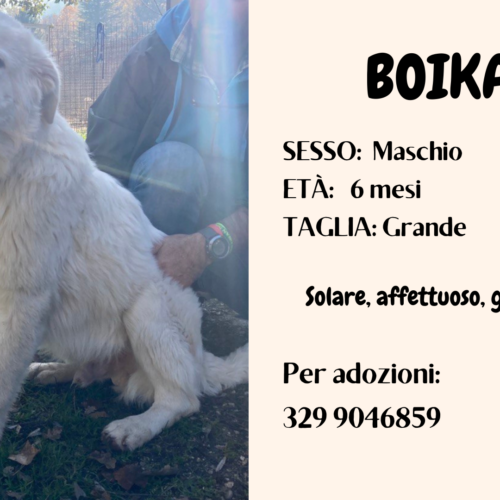 6a Serotonina Animale