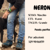 12a Serotonina Animale