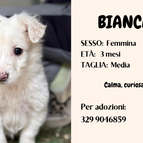 14a Serotonina Animale