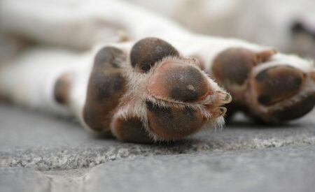 Cani a spasso con lo spruzzino, ordinanza di Pratola Peligna al Tar