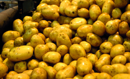 Patata fucino igp: nuovi incentivi da Masaf, aperte adesioni a marca 2026