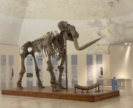 Inaugurazione Castello, percorso espositivo Munda