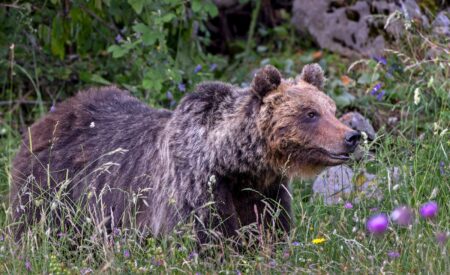 Uccisione orsa Amarena: il 19 gennaio al via l’udienza dibattimentale