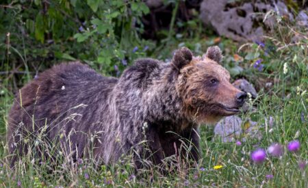 Orsa Amarena: riprenderà oggi il procedimento penale ad Avezzano