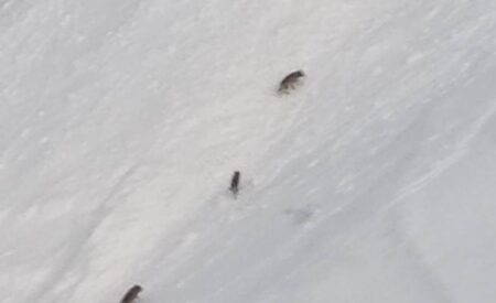 Gran Sasso: gli spettacolari scatti di lupi e camosci nella neve