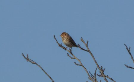 Fucino: fotografato zigolo minore, prima osservazione in Abruzzo