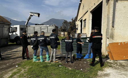 Allevamento abusivo a Raiano: abbattuti dai Carabinieri 52 suini senza tracciabilità