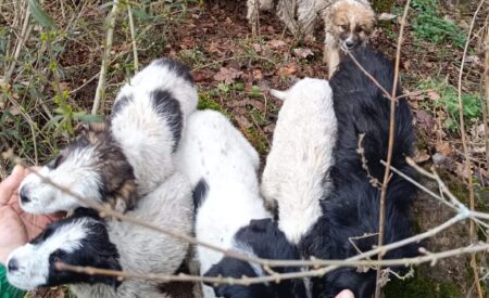 Abbandonati a Paganica otto cuccioli di 40 giorni, la denuncia di Lndc
