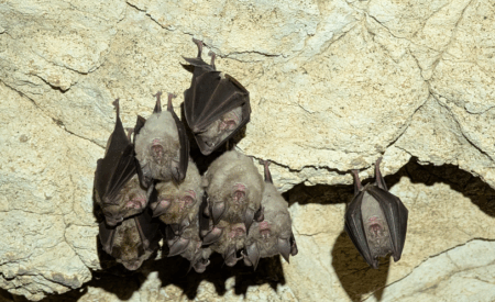 Stiffe: scoperto il Rhinolophus euryale tra i pipistrelli delle grotte