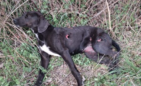 Randagismo in Marsica, le associazioni «Situazione insostenibile»