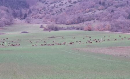 Cervi in Abruzzo: Cia e Confagricoltura chiamano a raccolta le istituzioni