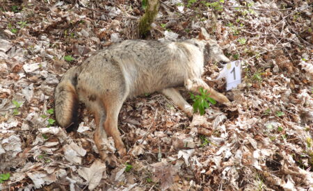 Alfedena: 5 lupi morti, c’è l’ipotesi dell’avvelenamento